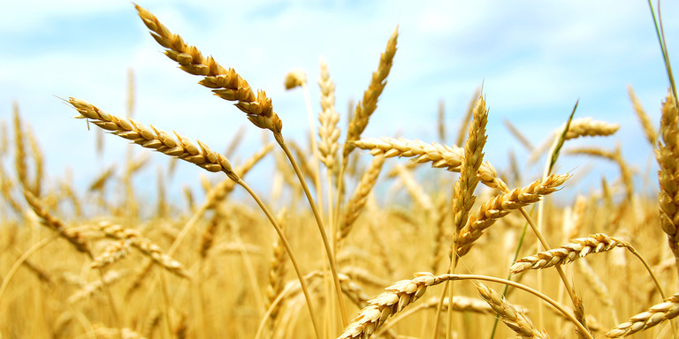 bayer cereals header image